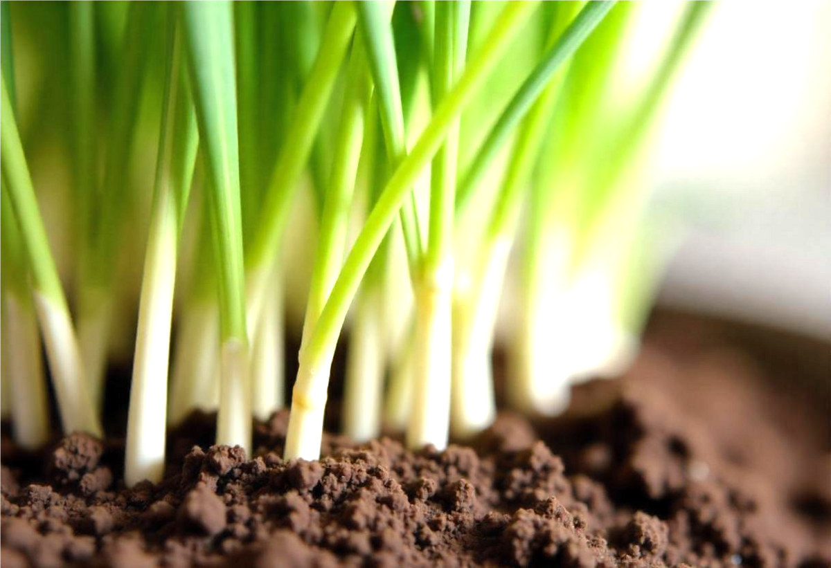 Fertilizers for Establishing Sod & Seed