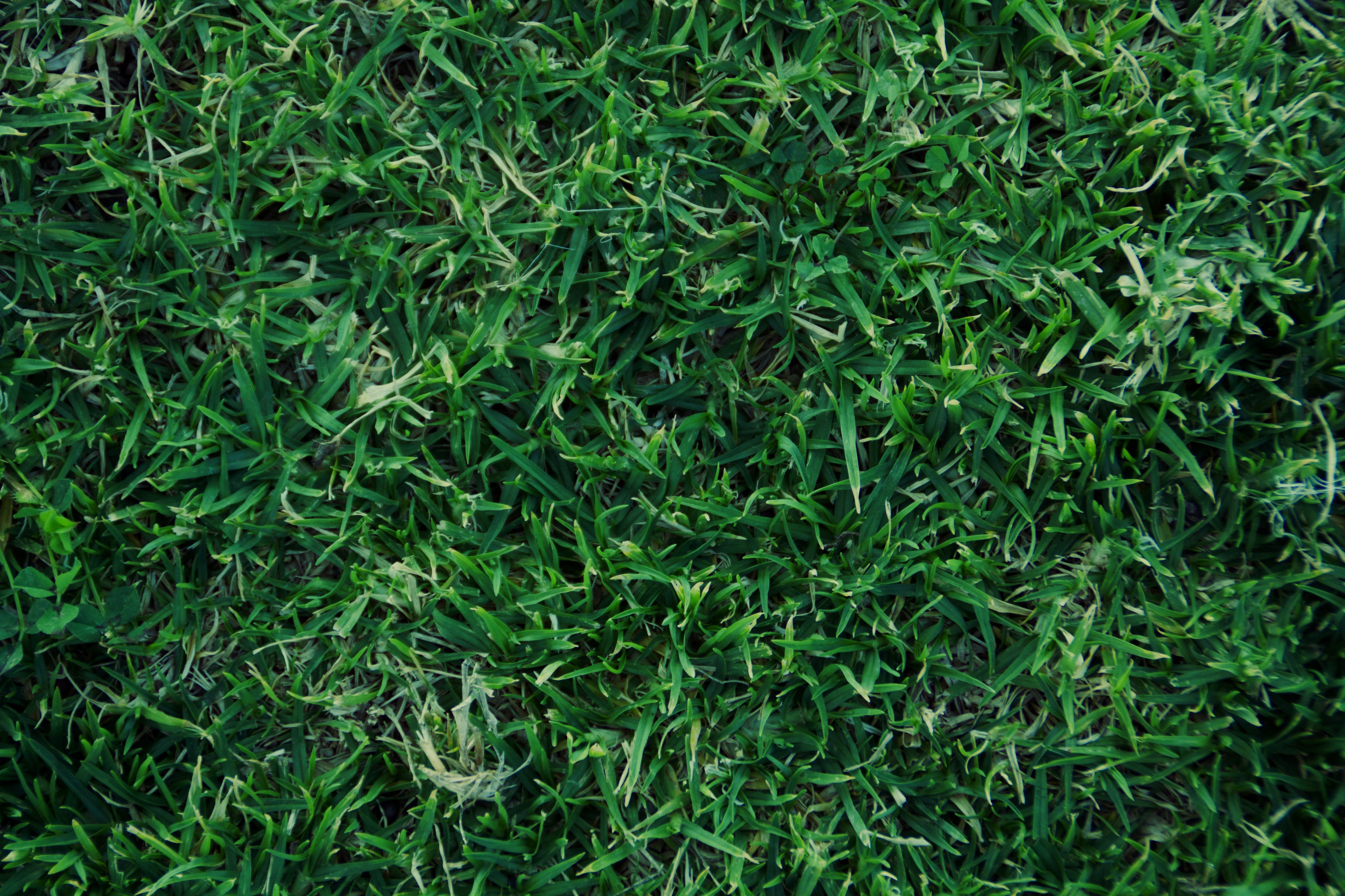 Turf Hardiness